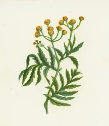 Gemeine Wucherblume, Tanacetum Vulgare